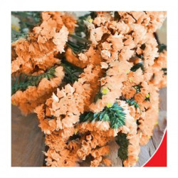 Супрім Абрикос насіння статиці (GL Seeds)