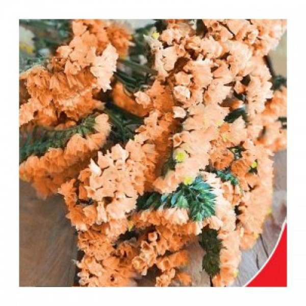 Супрім Абрикос насіння статиці (GL Seeds)