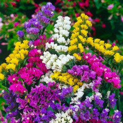 Супрім Букет (mix) насіння статиці (GL Seeds)