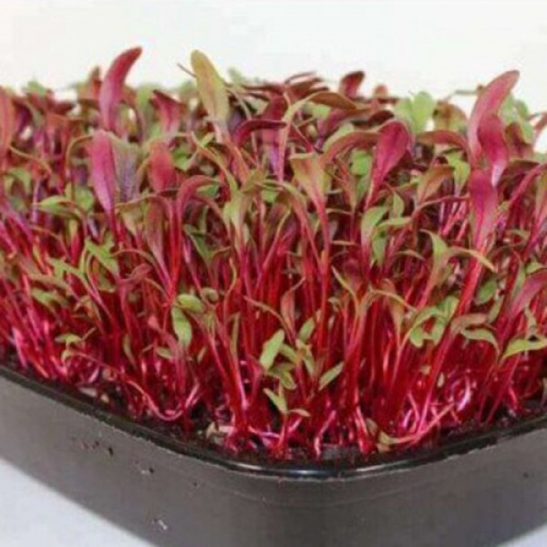 Свекла семена микрозеленая (Agrocity)