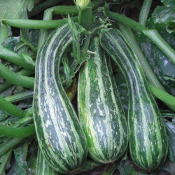 Тапир семян цуккини (Moravoseed)