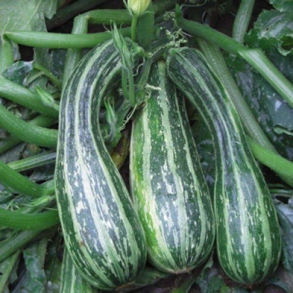 Тапир семян цуккини (Moravoseed)