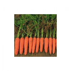 Кораліна F1 (Ті-134 F1) (калибр. 1,6-1,8 мм) насіння моркви (Takii Seeds)