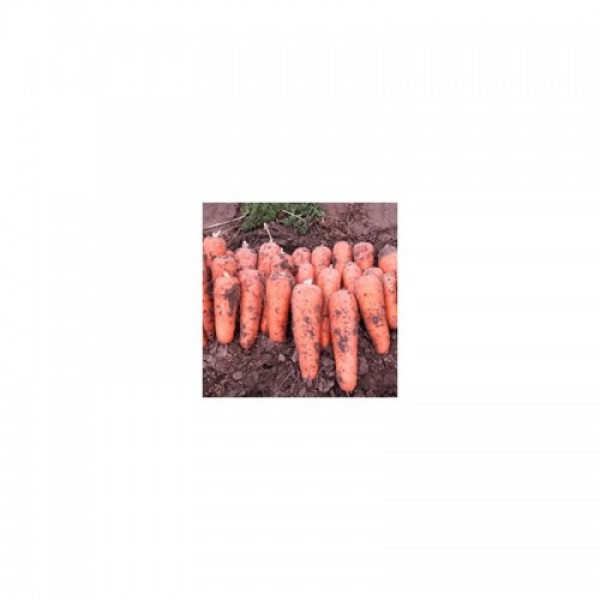 Кораліна F1 (Ті-134 F1) (калибр. 1,6-1,8 мм) насіння моркви (Takii Seeds)