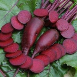 Торпедо семян свеклы столовой (GL Seeds)