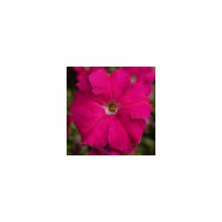 Тритуния F1 розовая (pink) семена петунии грандифлора (Syngenta)
