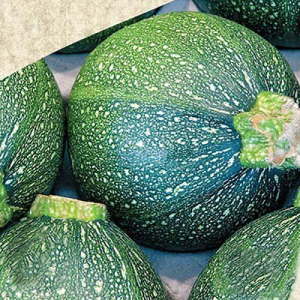 Зеленый шар семена кабачка (Satimex)