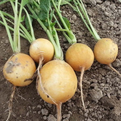 Златые семена редиса (Moravoseed)